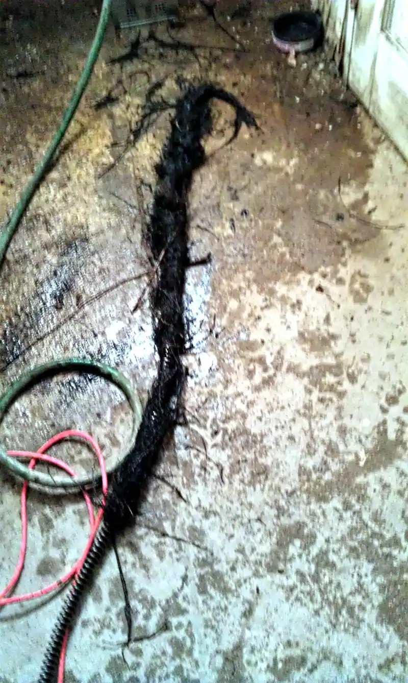 Tree roots removed from a sewer line in Mason City, Iowa